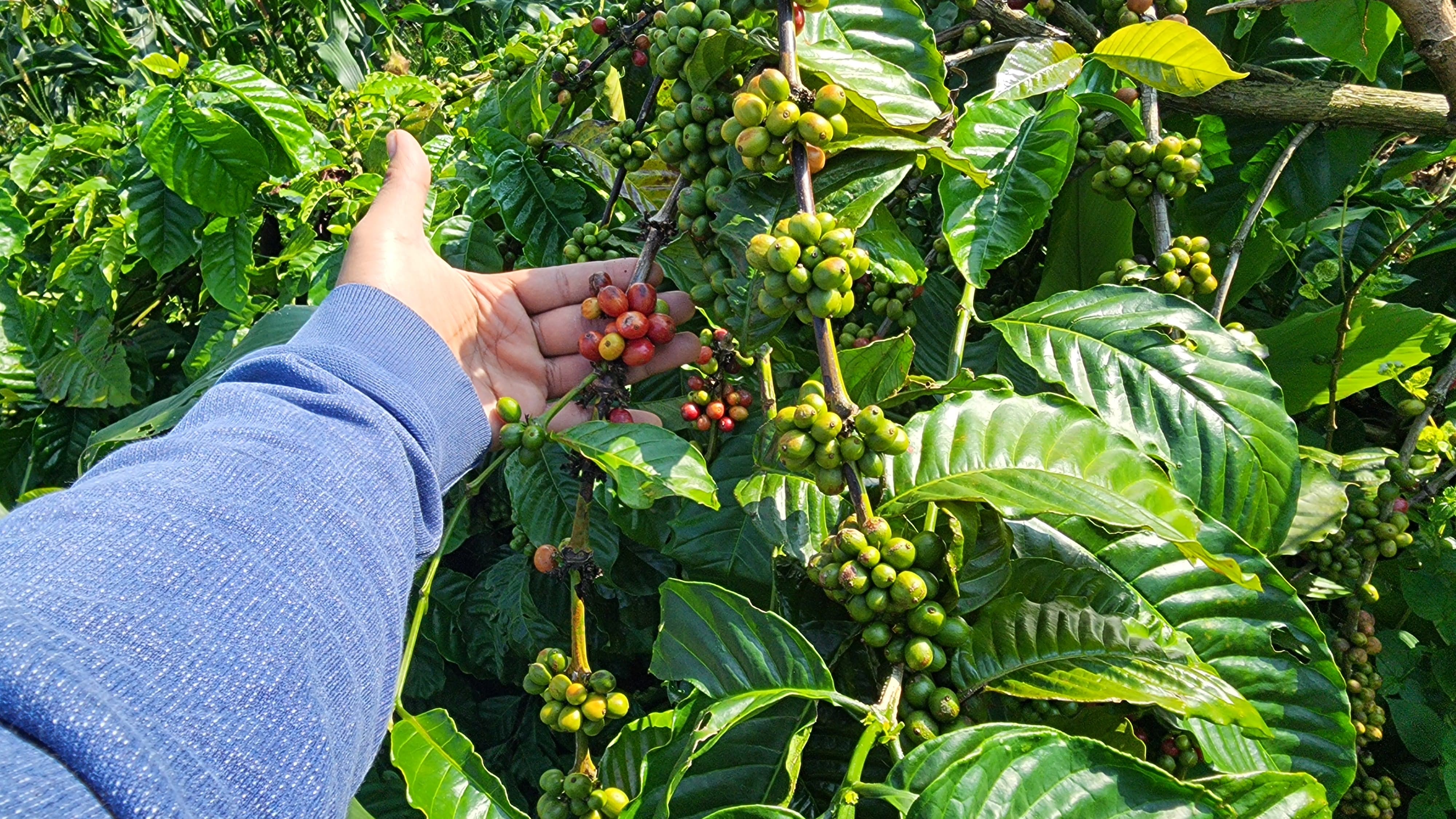 Kopi dan indonesia